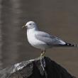 A common gull photographed where it's supposed to be—in this case, within its breeding range in Finland. The banded common gull that was recently found several times in Maine may have been hatched somewhere in Europe or Iceland, but it was banded during the non-breeding season in Massachusetts. Photo by Mattivirtala, courtesy Wikimedia Commons