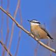 Red breasted nuthatch. (Photo by Nick Lund)