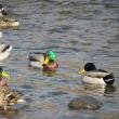 Mallards are easy to identify and count, especially for beginning birders who participated in the Great Backyard Bird Count this year. (Photo courtesy of Jeff Wells)