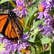 A monarch and bumblebee on asters. (Photo courtesy Merryspring Nature Center)