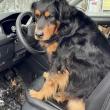 Pippin at the wheel