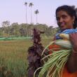 Sindhu harvest