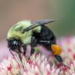 Gardeners can support pollinator resilience in their own backyards by adding crucial food and habitat resources to their gardens. (Photo courtesy University of Maine Cooperative Extension / Edwin Remsberg)
