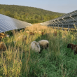 sheep graze amid solar panels. 