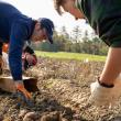 Brett Johnson, Extension sustainable agriculture and farm business management educator, harvests specialty potatoes at the UMaine Rogers Farm Research Facility in Old Town. (Photo courtesy University of Maine Cooperative Extension)