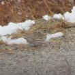 Amid the flock of more than 30 song sparrows, the authors found a few savannah sparrows, marked by their shorter tail and yellow eyebrow. Courtesy of Jeff Wells