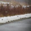 While birding following the recent snowstorm, the authors noted large flocks of sparrows along roadsides. Courtesy of Jeff Wells