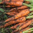 New techniques can help gardeners maintain a successful vegetable garden despite shifting weather challenges. (Photo courtesy University of Maine Cooperative Extension/Edwin Remsberg)