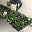 The annual organic seedlings are provided by Villageside Farm with all proceeds going to the Hospice Volunteers of Waldo County. (Photo courtesy Laura Pierpont)