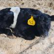 Aldermere's first spring 2025 Belted Galloway calf born on March 9. (Photo by Robbie McLintock)