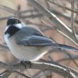 Adding to the bird song symphony are chickadee alarm calls when they see hawk in the area. (Photo courtesy of Jeff Wells)