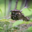Common Nighthawk. (Photo by Logan Parker)