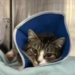  Cupid. (Photo courtesy Pope Memorial Humane Society)