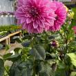 Dahlias. (Photo courtesy Merryspring Nature Center)