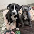  Dotty's Puppies. (Photo courtesy Pope Memorial Humane Society)