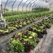 Green Houses Provide a Layer of Warmth for Winter Vegetables