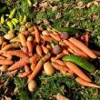 carrots (Photo by Lynda Clancy)