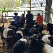 The 2024 Spring Farm Hands participants practice haltering Aldermere Farm's Belted Galloway calves. (Photo courtesy MCHT)