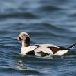Some long-tailed ducks migrate from the Maine coast to the Nunavut Territory thousands of miles to the North in order to nest. The official adoption of the Nunavut Land Use Plan will be crucial to ensuring their breeding grounds remain intact and healthy. (Photo by Wolfgang Wander, courtesy of Wikimedia Commons.)