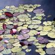 Molly Mugler, Lily Pads, Art Space Gallery. (Photo courtesy David Troup)