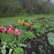 Springtime garden at Merryspring. (Photo courtesy Merryspring Nature Center)