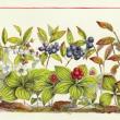 Seasons on the Forest Floor by Sara Cary. (Photo courtesy Friends of Maine Coastal Islands National Wildlife Refuge)