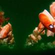 cAtlantic sea scallops are attached to ear-hanging lines underwater. Photo by Christopher Noren
