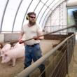man cleaning pig stall
