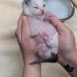 Talico's Kitten. (Photo courtesy Pope Memorial Humane Society)
