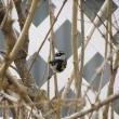 Yellow-rumped warblers are among the newly arrived bird species the authors have been enjoying during morning walks with their dog. (Photo courtesy of Jeff Wells)