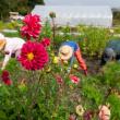 (Photo courtesy University of Maine Cooperative Extension/Edwin Remsberg)