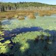 Agnew Tract. (Photo courtesy Coastal Mountains Land Trust)
