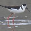 Black-neck stilts are birds of shallow wetlands where they feed on small invertebrates. Courtesy of Ed Flanders