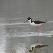 Maine is currently hosting several of the rare-to-the-state black-necked stilt this spring, including in Cape Elizabeth, where this photo was taken. Courtesy of Rob Speirs