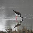 All of the world's stilt species have long, pink legs; black bill, and striking white and/or black plumage. Courtesy of Rob Speirs