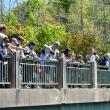 Attendees at Warren's Memorial Day Ceremony 2025 help scouts toss flowers off of the bridge on Main Street. (Photo by Sarah Thompson)