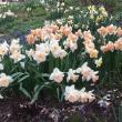 Daffodils at Merryspring. (Photo courtesy Merryspring Nature Center)