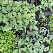 Seedlings ready for planting. (Photo courtesy Merryspring Nature Center)