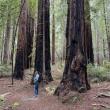 Redwoods
