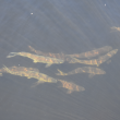 Alewives (Photo courtesy Maine Dept. of Marine Resources)