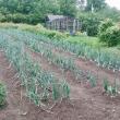 A well maintained vegetable garden. (Photo courtesy Rockport Public Library)