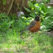 During the breeding season, American robins are one of the first birds to begin singing each morning, often breaking into song when it's still quite dark. (Photo courtesy of Jeff Wells)
