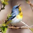Northern Parula. (Photo courtesy Kirk Gentalen)