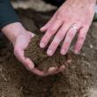 (Photo courtesy University of Maine Cooperative Extension / Edwin Remsberg)