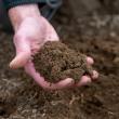 (Photo courtesy University of Maine Cooperative Extension / Edwin Remsberg)