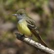 Despite the name, great crested flycatchers don't have a prominent crest. But the bright yellow belly, rufous tail, wingbars, and gray throat are distinctive. Photo by Mykola Swarnyk, courtesy of Wikimedia Commons