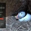 A puffin in a burrow.
