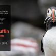 A puffin with fish in its bill.