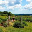 (Photo courtesy Brae Maple Farm)