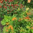 A dream garden full of color throughout three seasons